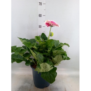 Gerbera  'Landscape'   ...mix
