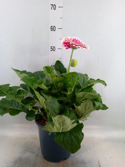 <h4>Gerbera  'Landscape'   ...mix</h4>