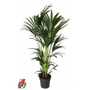 Howea Forsteriana(kentia) P24-130