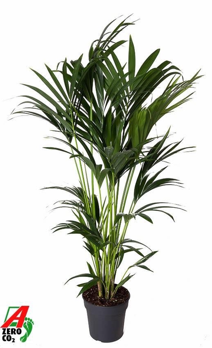 <h4>Howea Forsteriana(kentia) P24-130</h4>
