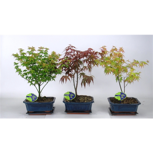 <h4>Acer Mix 20 cm, 3 species, with driptray</h4>