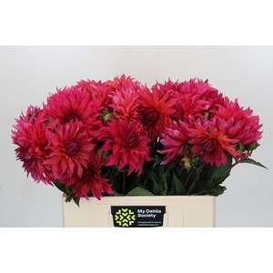 Dahlia Pink Punk