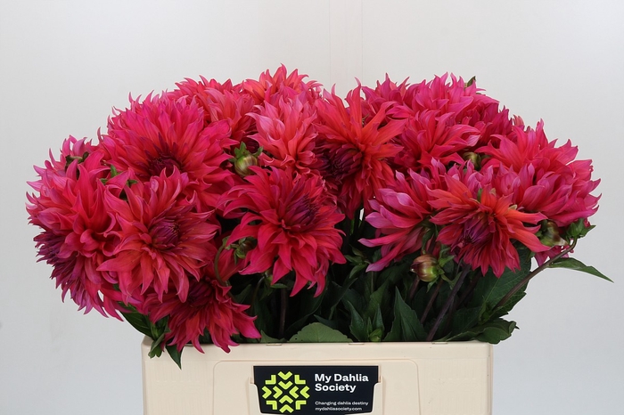 <h4>Dahlia Pink Punk</h4>