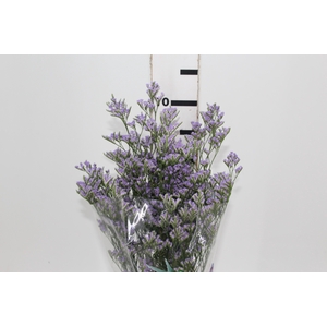 LIMONIUM 070 CM LILAS