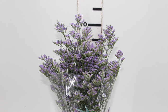 <h4>LIMONIUM 070 CM LILAS</h4>