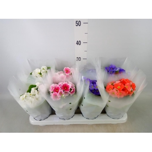 Primula obcon. 'Touch Me'   ...mix