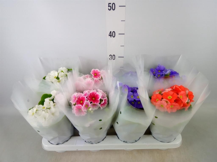 <h4>Primula obcon. 'Touch Me'   ...mix</h4>