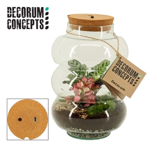 Terrarium Pluto medium met oplaadbare led (Decorum concepts)