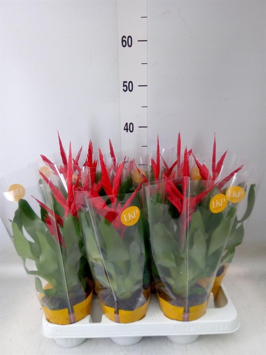 <h4>Vriesea  'Twinkle'</h4>