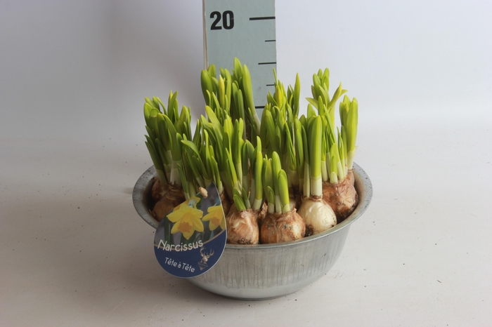 <h4>ARR NARCISSUS</h4>