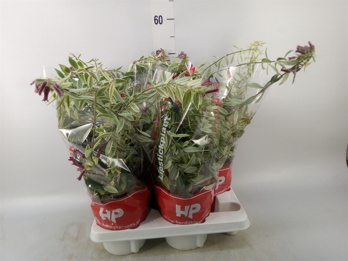 <h4>Aeschynanthus  'Bolero Bicolore'</h4>