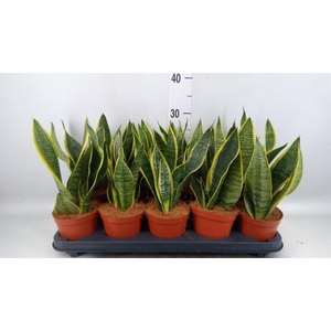 Sansevieria trifa. 'Futura Superba'