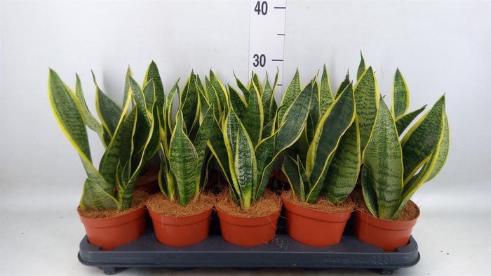 <h4>Sansevieria trifa. 'Futura Superba'</h4>