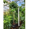 Ficus Elastica Robusta