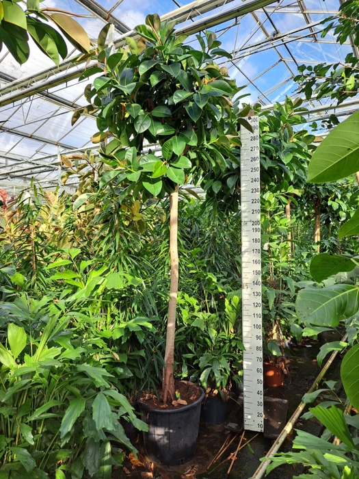 <h4>Ficus Elastica Robusta</h4>