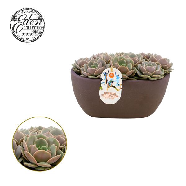 <h4>Echeveria Lola 25cm Summer Collection</h4>