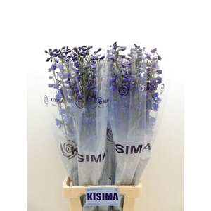 Delph Sea Waltz Kisima
