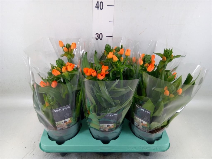 <h4>Ornithogalum dubium</h4>