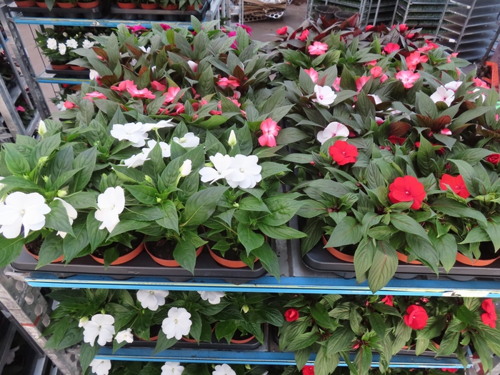 arr8 Impat Ng Mixk 4 Kl 1 Kleur Per Tray