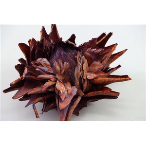 Dried Artz Cynara Heads Mondriaan