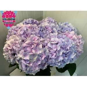 <h4>HYDR M CH VERENA BL</h4>