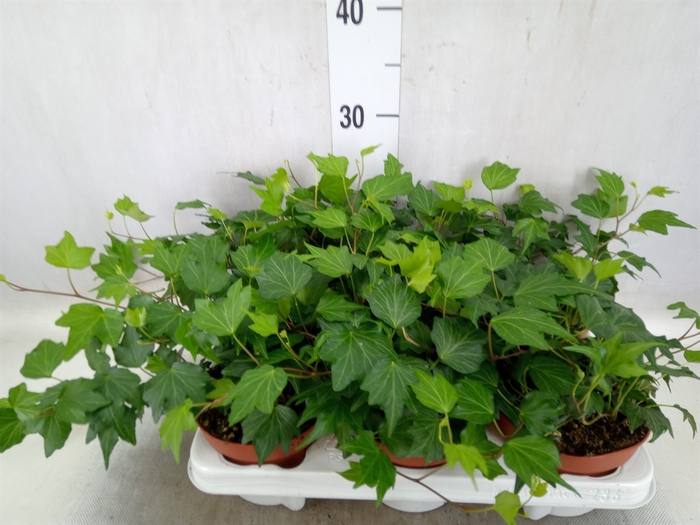 Hedera helix 'Green Ripple'