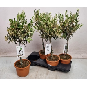 OLEA EUROPAEA