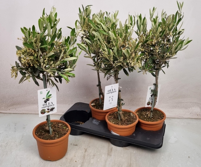 <h4>OLEA EUROPAEA</h4>