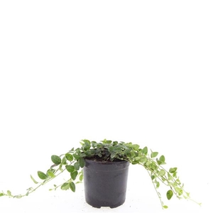 Vinca Alba