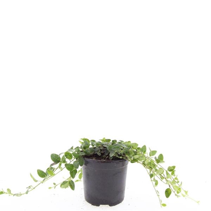 <h4>Vinca Alba</h4>