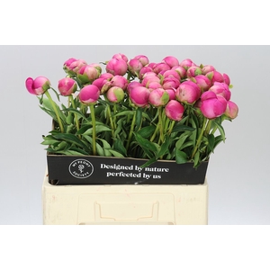 Paeonia Gl Hallelujah A2