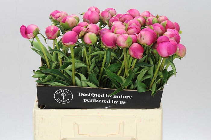 <h4>Paeonia Gl Hallelujah A2</h4>