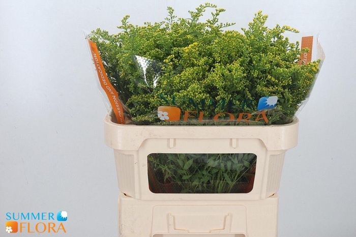 <h4>SOLI GOLDEN GLORY</h4>