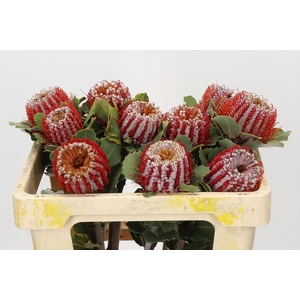 Banksia Coccinea