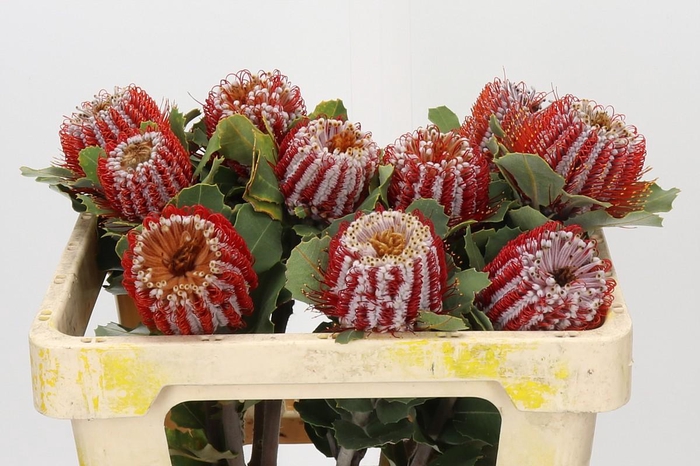 <h4>Banksia Coccinea</h4>