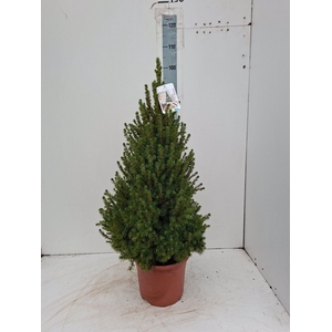 PICEA GL CONICA