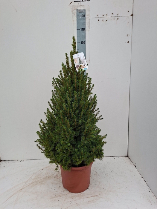 <h4>PICEA GL CONICA</h4>