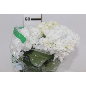 HORTENSIA 050 CM BRANCO