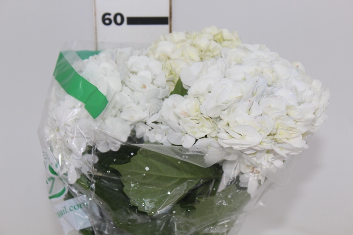 <h4>HORTENSIA 050 CM BRANCO</h4>