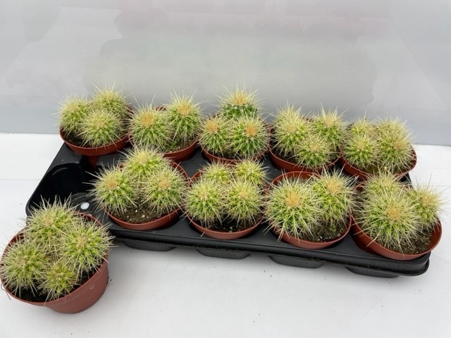 <h4>ECHINOC GRUSONII</h4>