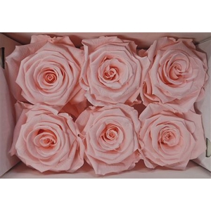 Ro Pres.... Med Soft Pink (5cm)