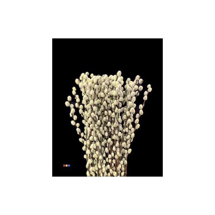 <h4>Salix Pussy Willow Neon Yellow</h4>