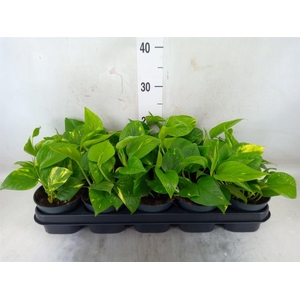 Epipremnum pinn. 'Aureum'