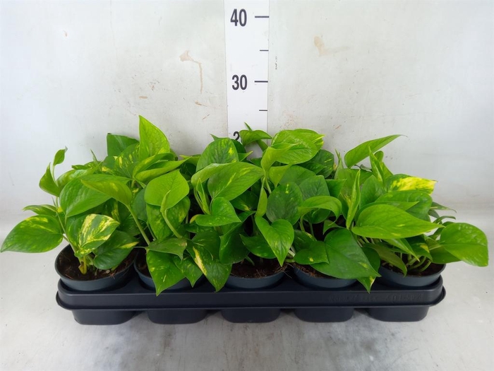 <h4>Epipremnum pinn. 'Aureum'</h4>