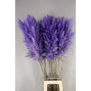 Df Pampas 115cm Lavander