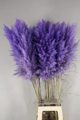 <h4>Df Pampas 115cm Lavander</h4>