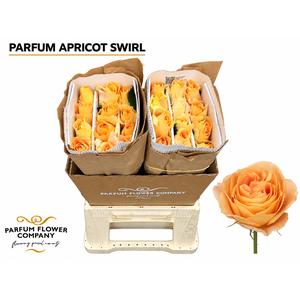 Rosa Parfum Apricot Swirl