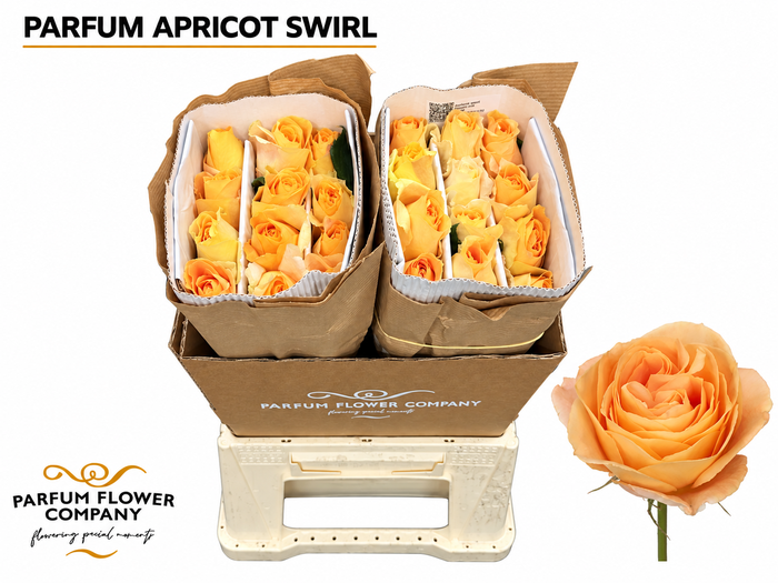 Rosa Parfum Apricot Swirl
