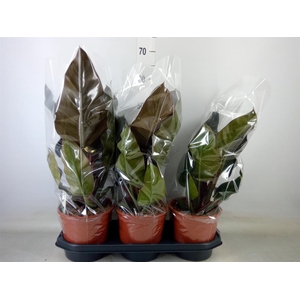 Philodendron  'Imperial Red'