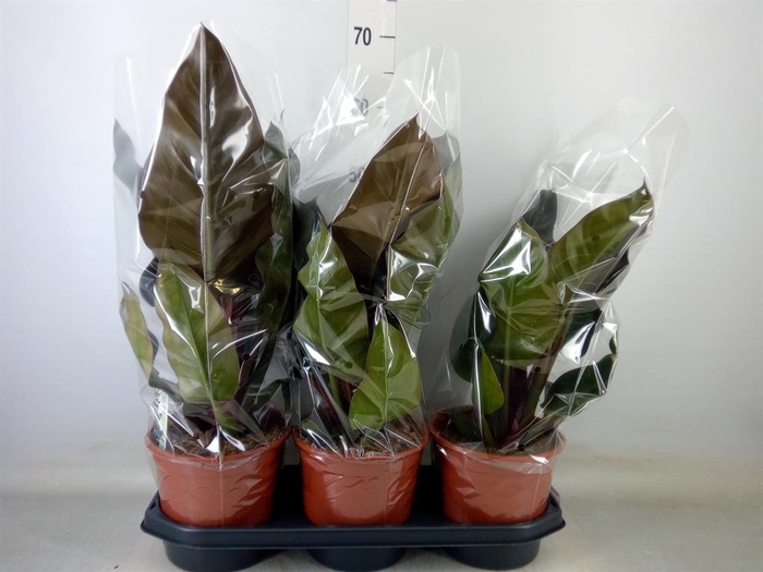 <h4>Philodendron  'Imperial Red'</h4>